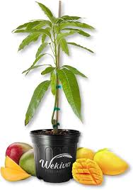 Image result for Mangifera