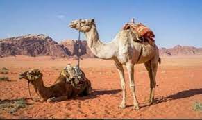They can eat almost anything and drink from waterholes that are bitter or saline. A Why Is The Camel Called The Shipof The Desert 5 Brainly In