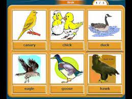 تعلم اللغة الإنجليزية أسماء الطيور learn english birds names youtube