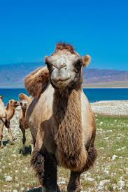 Any brush is an applicator of paint, but for maximum performance and durability, certain hair types and shapes work best for certain tasks. Camel Hair Yarn Everything You Need To Know About Knitting With It