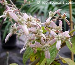 Image result for Congea