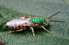 Check spelling or type a new query. Agapostemon Wikipedia