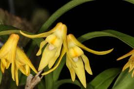 Image result for Polystachya ottoniana