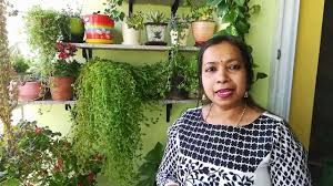 Perfect to use in long rectangular planters as a space divider. Creeping Plant Turtle Vine Ideal For Your Balcony In Summer Youtube