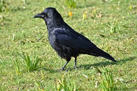 Description:welcome to care pest & wildlife control's linkedin page! Click A Pest Crow Bird Control Service Pest Boss