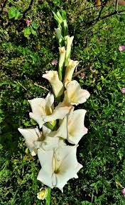 Image result for Gladiolus virgineus