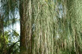 Image result for Casuarina glauca