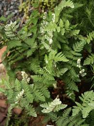 Image result for Cheilanthes