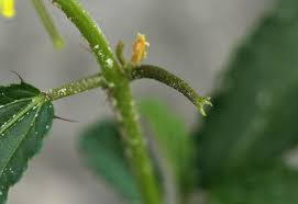 Image result for Corchorus tridens