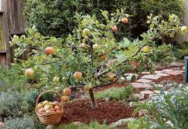 These flowering fruit tree are customizable and available in all plant varieties. Create Small Fruit Trees With This Pruning Method Mother Earth News