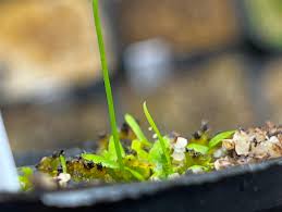 Image result for Utricularia formula