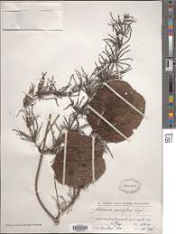 Image result for Dioscorea minutiflora