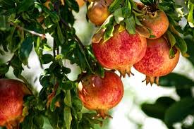 The pomegranate tree is branched and spiny with glossy, leathery, oval to oblong leaves that grow in whorls of five or more on the branches. How To Plant Grow Prune And Harvest Pomegranates Harvest To Table