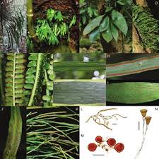 Image result for Vittaria guineensis