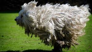 The Top 9 Questions About Mark Zuckerberg S Dog Beast Including What Breed Beast Is Https Triviahappy Com Articles The T Dogs Beast This Or That Questions