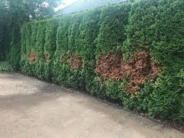 Image result for kabatina thujae