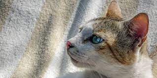 Feline Leukaemia Virus Felv International Cat Care