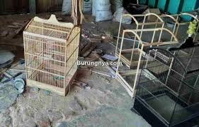 We did not find results for: 8 Cara Membuat Sangkar Burung Sendiri Dari Kayu Dan Bambu Burungnya Com