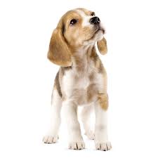 The shelf can take weight up to 55 lbs and comes with two brackets. Home Living Home Decor Beagle Puppy Decal Vinyl Wall Decal Infinite Graphics Vinyl Puppy Sticker Beagle Puppy Stickers Puppy Kid S Bedroom Decor Wall Art