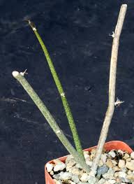 Image result for Cayratia gracilis