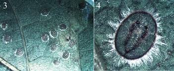 Image result for Millettia eetveldeana