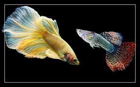 15 Dwarf Gourami Tank Mates - List Of Compatible Fish
