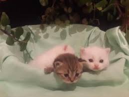 Kedi Eskisehir Fiyatlari Ikinci El Sifir Kiralik Ilanlar