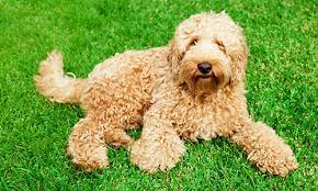 These dog breeds below have been known to have a low amount of dander to their hair and in most cases will not shed throughout the house. 40 Dog Breeds That Don T Shed A Lot For Hypoallergenic Owners