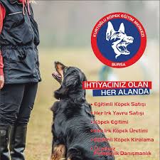 Kurtoglu Kopek Egitim Merkezi Bursa Kurtoglu Kopek Egitim Merkezi Facebook