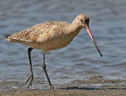 Birds Of North Idaho Indian Creek Reservoir Idaho Birding Trail Sea Birds Bird Life List Shorebirds