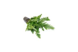 Image result for Selaginella volubilis