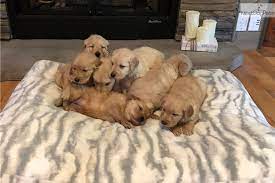 Find a golden retriever puppy from reputable breeders near you and nationwide. Golden Retriever Puppy For Sale Near Knoxville Tennessee F7cedc51 Cc51