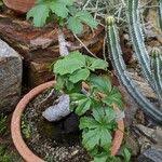 Image result for Cyphostemma quinatum