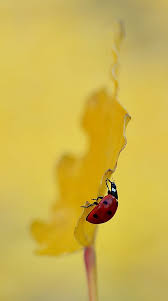 Ladybug Coccinelle Demoiselle Coccinelle Porte Bonheur