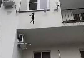 Kedi Filesi Kedi Sinekligi Nasil Yapilir Suzionline