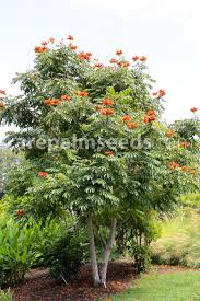 Image result for Tristellateia africana