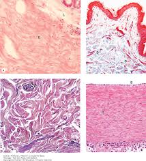 connective tissue junqueiras basic histology text and