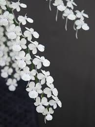 Image result for Aerangis kotschyana