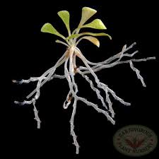 Image result for Genlisea africana