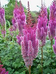 Potatoes have either white or purple flowers, which is not at all related to colour of the potato skin, and the flowers smell nice. False Goat S Beard Flower False Spirea Pink Astible Green Leaves Tall Feathery Petals Feathery Plumes Perennial Pikist