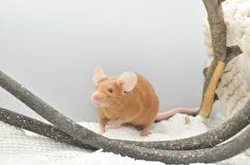 Curly hair tarantula care sheet printable version of this care sheet temperature level tank temperatures: Pet Mice Breeds Varieties What Type Of Mice Are Your Pets Animallama