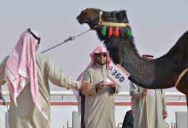 And for the bedouin of arabia, nothing is more essential than the camel, used for centuries for food, transport, as a war machine and companion. Camels And Culture A Celebration Aramcoworld