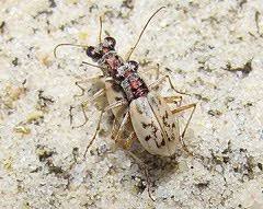 Image result for Lepidagathis eriocephala