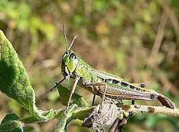 Maybe you would like to learn more about one of these? How To Get Rid Of Grasshoppers Natural Grasshopper Control Epic Gardening