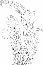 Free Printable Tulip Coloring Pages For Kids Coloring Pages Printable Flower Coloring Pages Spring Coloring Pages