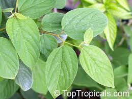 Image result for Flemingia