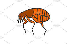 Flea Color Icon Fleas Icon Glyph Icon