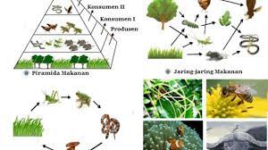 Contoh Interaksi Antar Komponen Biotik Materiipa Com