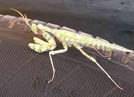 These insects use the same camouflage to protect them from predators. Flower Mantis Wikiwand