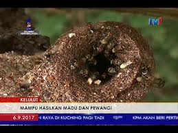 Khasiat madu kelulut asli ulu legong. Kelulut Keistimewaan Kelulut Jenis Trigona Kg Barohkas Hasilkan Madu Dan Pewangi 6 Sept 2017 Youtube